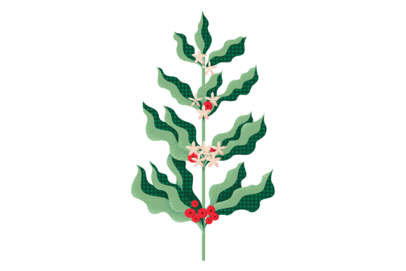 Coffee Plant Branch: Decorative Texture for Modern Design
